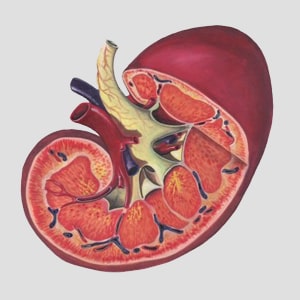 Kidney injury treatments in Narasaraopet